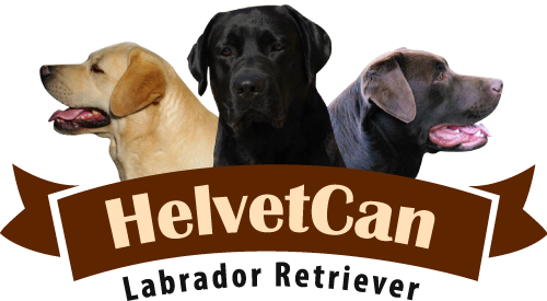 Helvet Can | Labrador Retriever