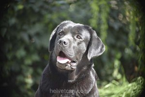 Balu-6,5years35