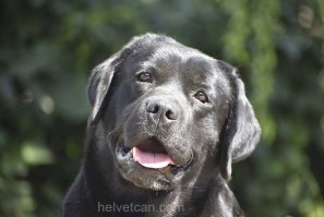 Balu-6,5years63