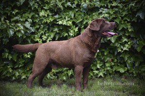 Bruno-4,5years2
