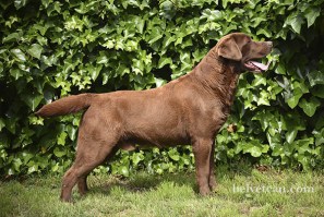 Bruno-4,5years3