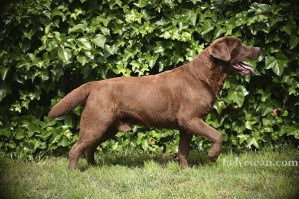 Bruno-4,5years4