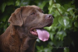 Bruno-4,5years