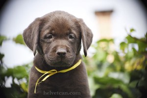cachorra-audry-bruno-collar-amarillo-8semanas1
