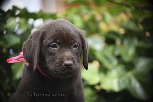 cachorra-audry-bruno-collar-rosa-8semanas1