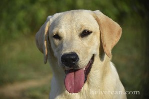 cachorra-chloe-sting-8-10-25-1