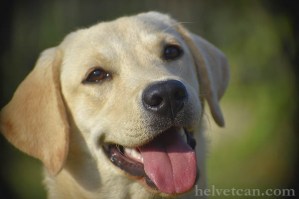 cachorra-chloe-sting-8-10-25-27