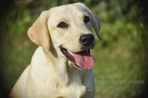 cachorra-chloe-sting-8-10-25-3