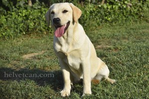 cachorra-chloe-sting-8-10-25-5