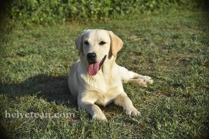 cachorra-chloe-sting-8-10-25-6