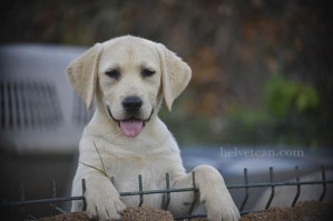 cachorra-hembra-chantal-elliot-3meses28