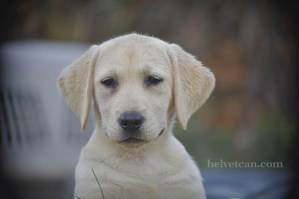 cachorra-hembra-chantal-elliot-3meses3