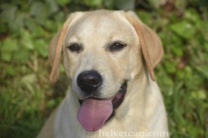 cachorro-chantal-elliot-8-10-25-1