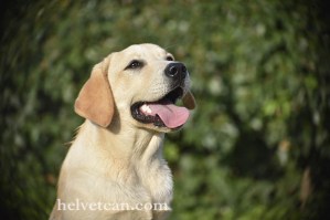 cachorro-chantal-elliot-8-10-25-28