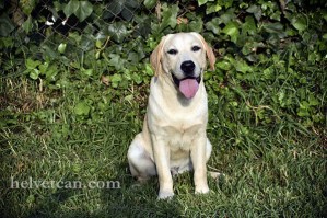 cachorro-chantal-elliot-8-10-25-44