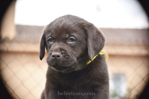 cachorro-macho-audry-bruno-collar-amarillo1-8semanas