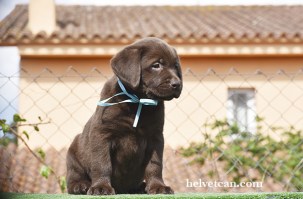 cachorro-macho-audry-bruno-collar-azul-8semanas3