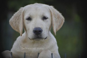 cachorro-macho-chantal-elliot-3meses13