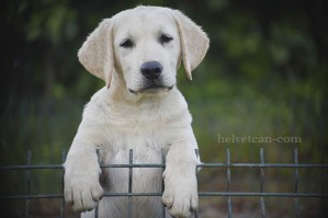 cachorro-macho-chantal-elliot-3meses29