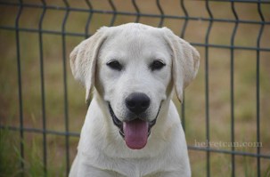 cachorro-macho-chloe-sting-4meses1
