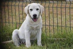 cachorro-macho-chloe-sting-4meses2
