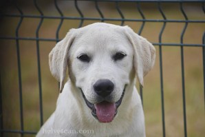 cachorro-macho-chloe-sting-4meses3