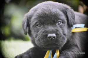 cachorro-macho-negro-billy-calimero-4semanas17