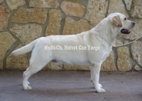 NUEVOS TITULOS YORGE