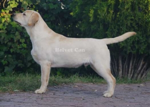 MISTER X MARVELLOUS MARSHAL FOR HELVET CAN BLACK CRESSET