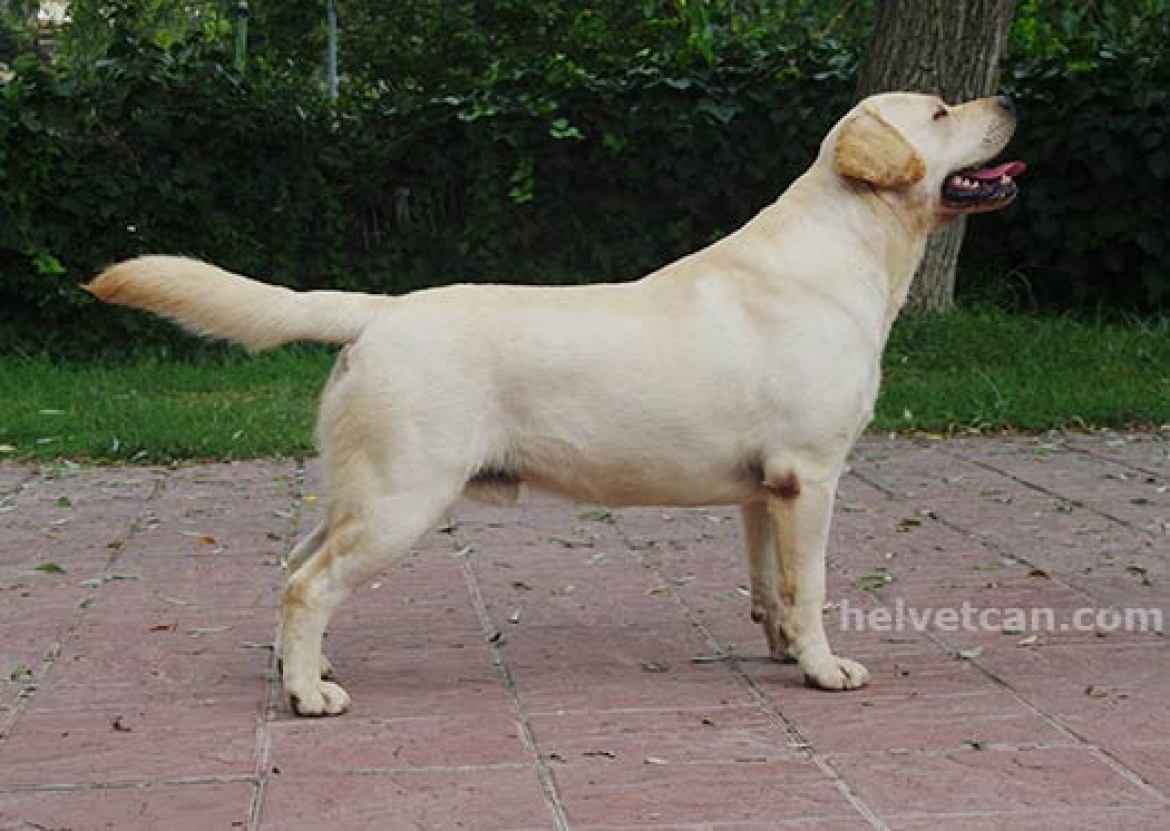 OUR MARSHAL (MISTER X MARAVELLOUS MARSHAL FOR HELVET CAN BLACK CRESSET)