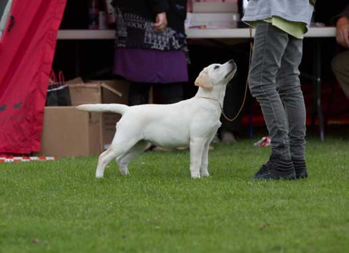 HELVET CAN DANCING STAR