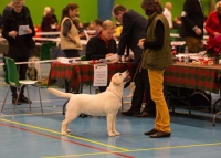 HELVET CAN DANCING STAR