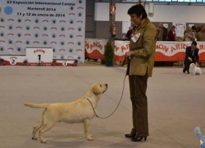 BARCELONA CHAMPIONSHIP SHOW 12.01.2014 IN MARTORELL PART 2