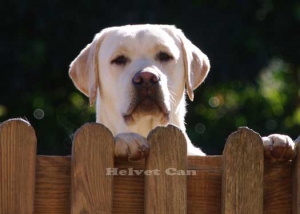 MARSHALL MEETS 7 MONTHS OLD