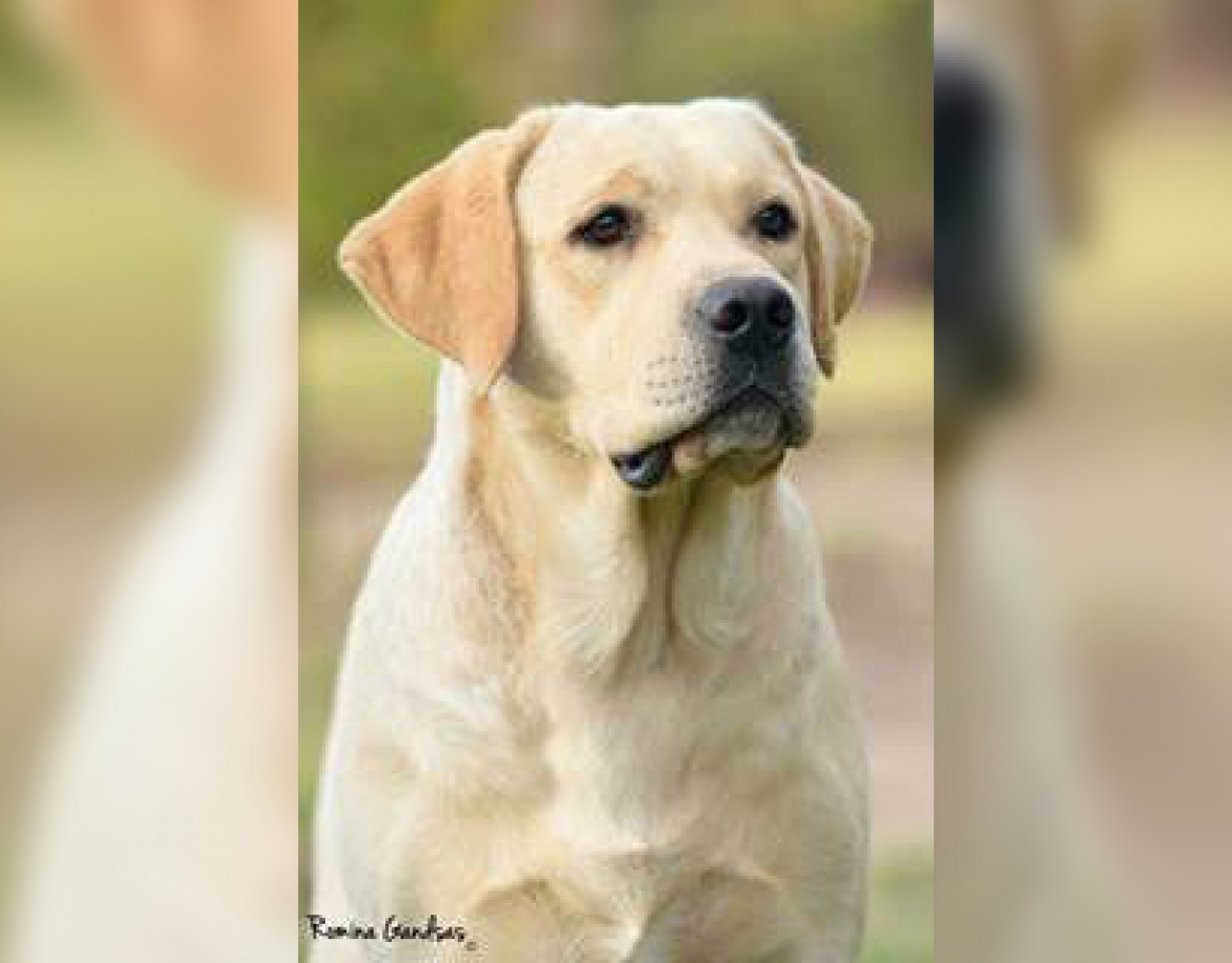 NEW CHAMPION TITLE AT HELVET CAN