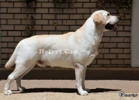 HELVET CAN YORGE (Chopin)