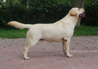 NUESTRO MARSHAL (MISTER X MARAVELLOUS MARSHAL FOR HELVET CAN BLACK CRESSET)