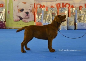 INTERNATIONAL DOG SHOW VALLS 2014