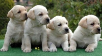 COMO ELEGIR UN CACHORRO DE LABRADOR RETRIEVER (PARTE I)