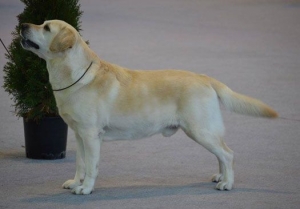 BARCELONA (MARTORELL) INTERNATIONAL CHAMPIONSHIP SHOW 12.01.2014 BOS &amp; BOB OPEN CLASS PART 3