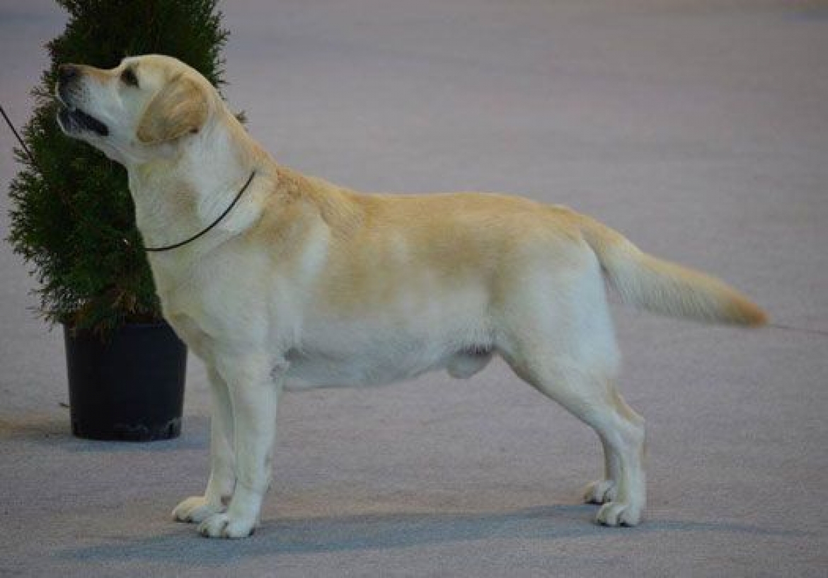 BARCELONA (MARTORELL) INTERNATIONAL CHAMPIONSHIP SHOW 12.01.2014 BOS &amp; BOB OPEN CLASS PART 3